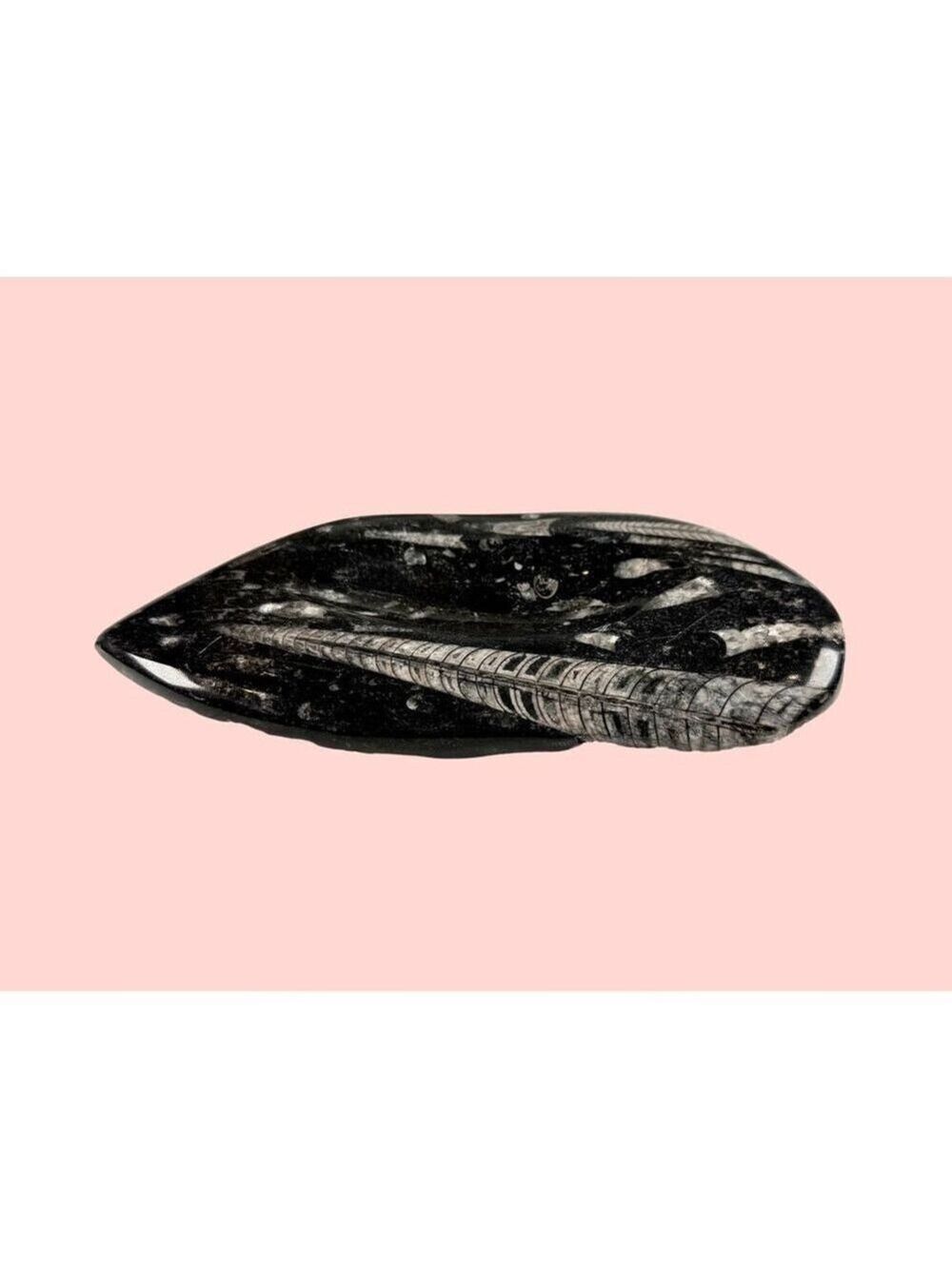Polished Orthoceras Fossil Dish Ashtray Moroccan Specimen in Natural Stone Decor